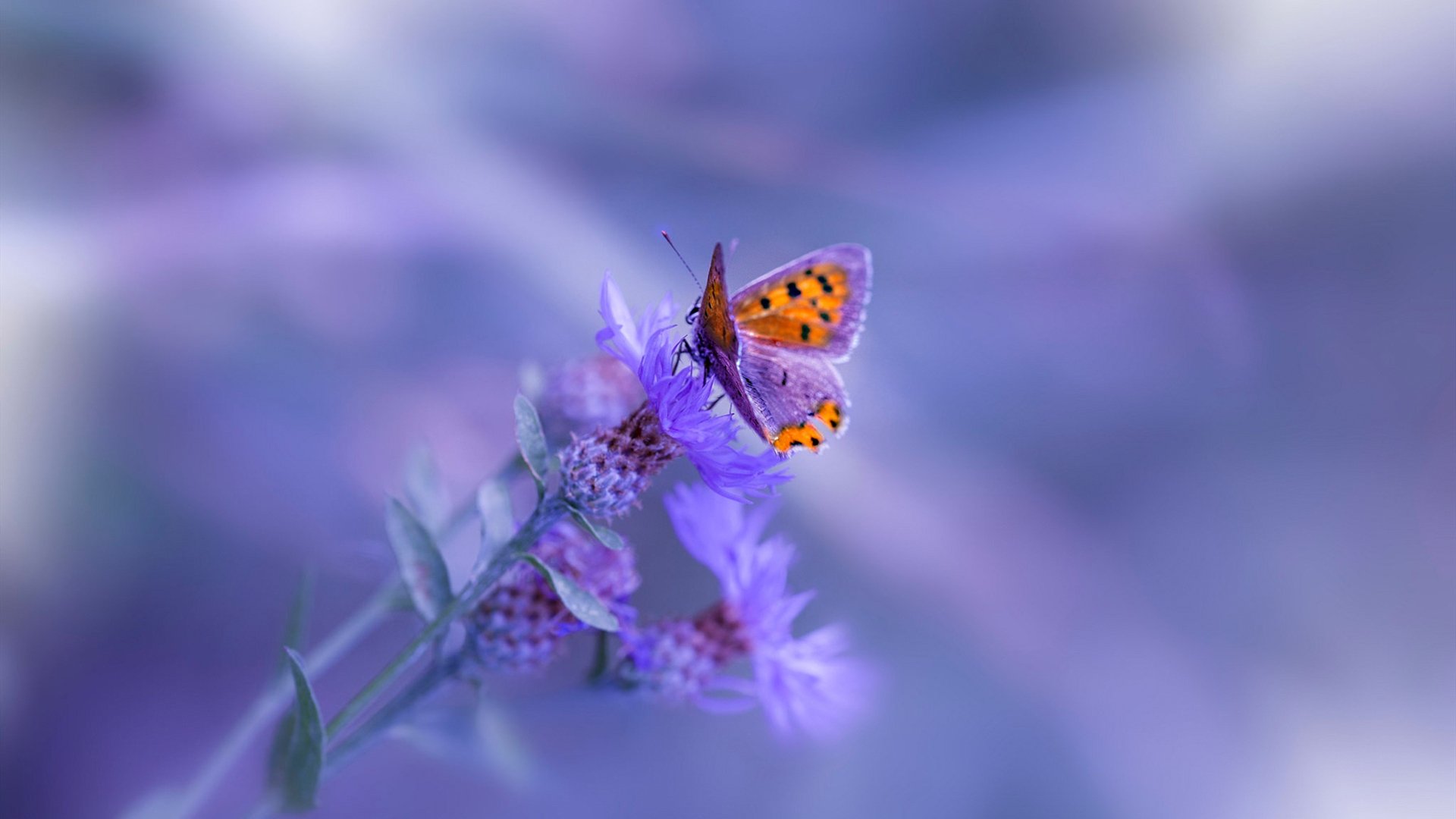 _传统体育传承创新：太极拳与现代竞技结合_，太极与体育融合