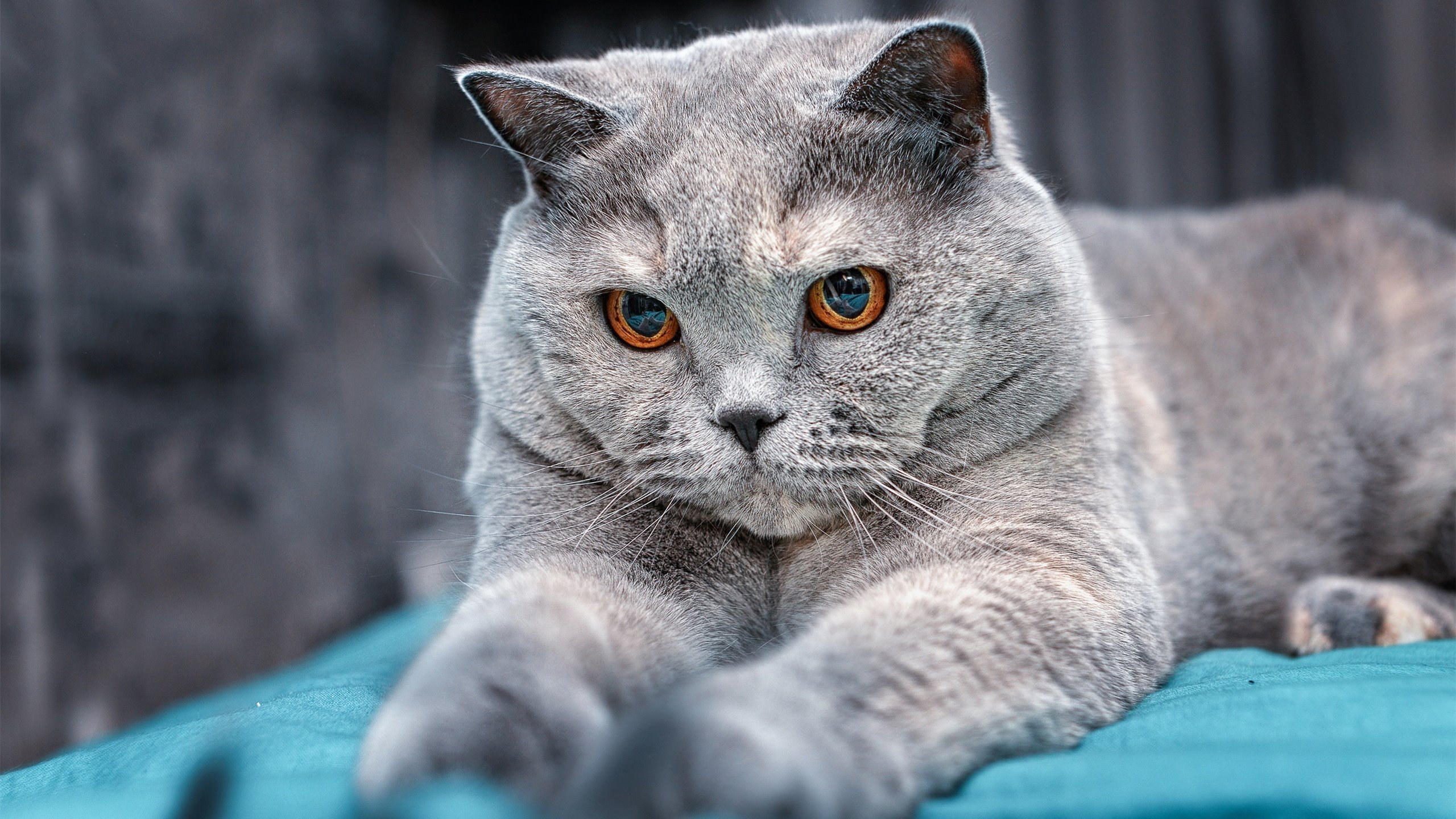 _传统体育传承创新：太极拳与现代竞技结合_，太极与体育融合