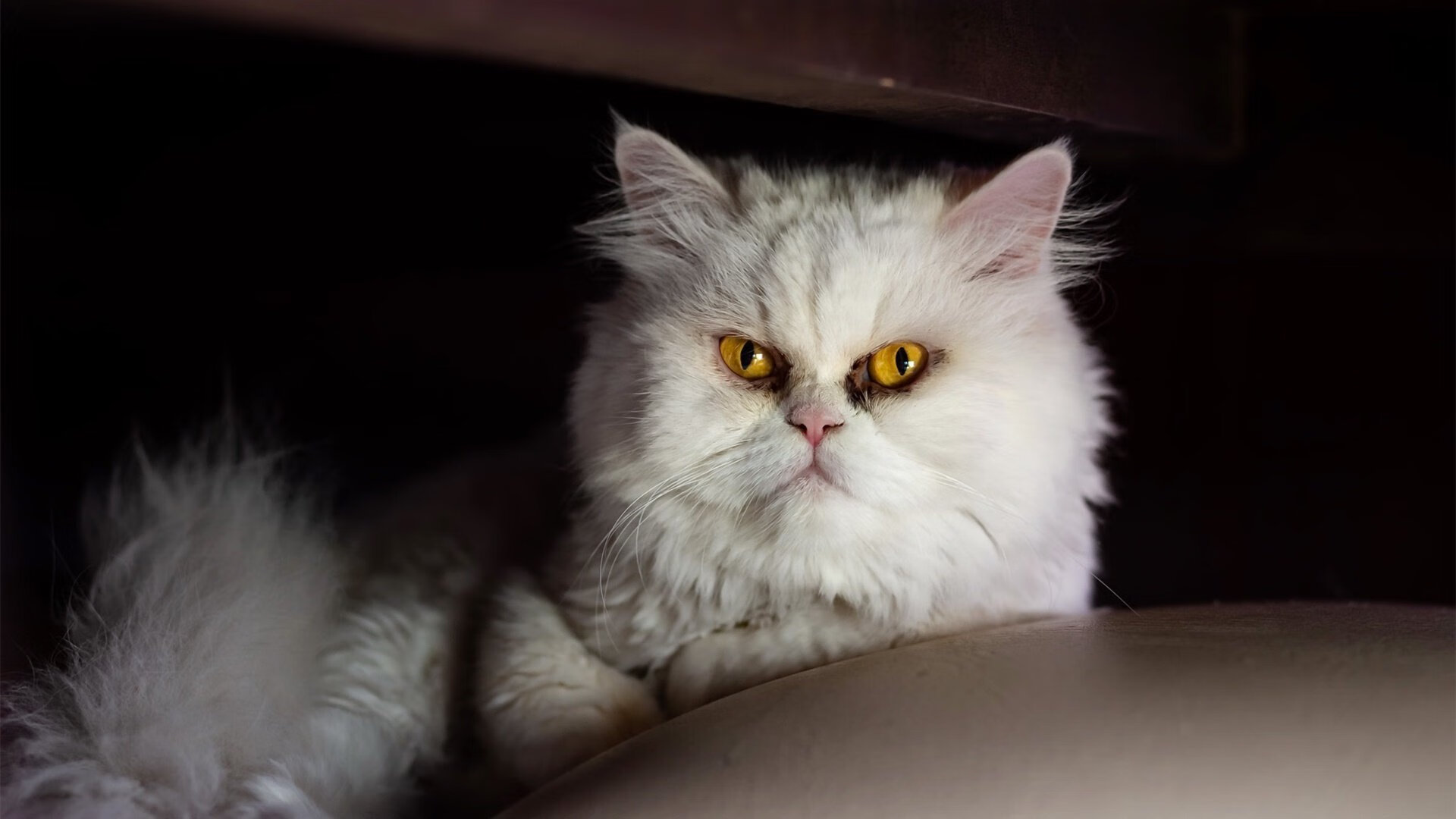 _电子竞技世界冠军赛：虚拟战场的王者归来_，电子竞技比赛现场