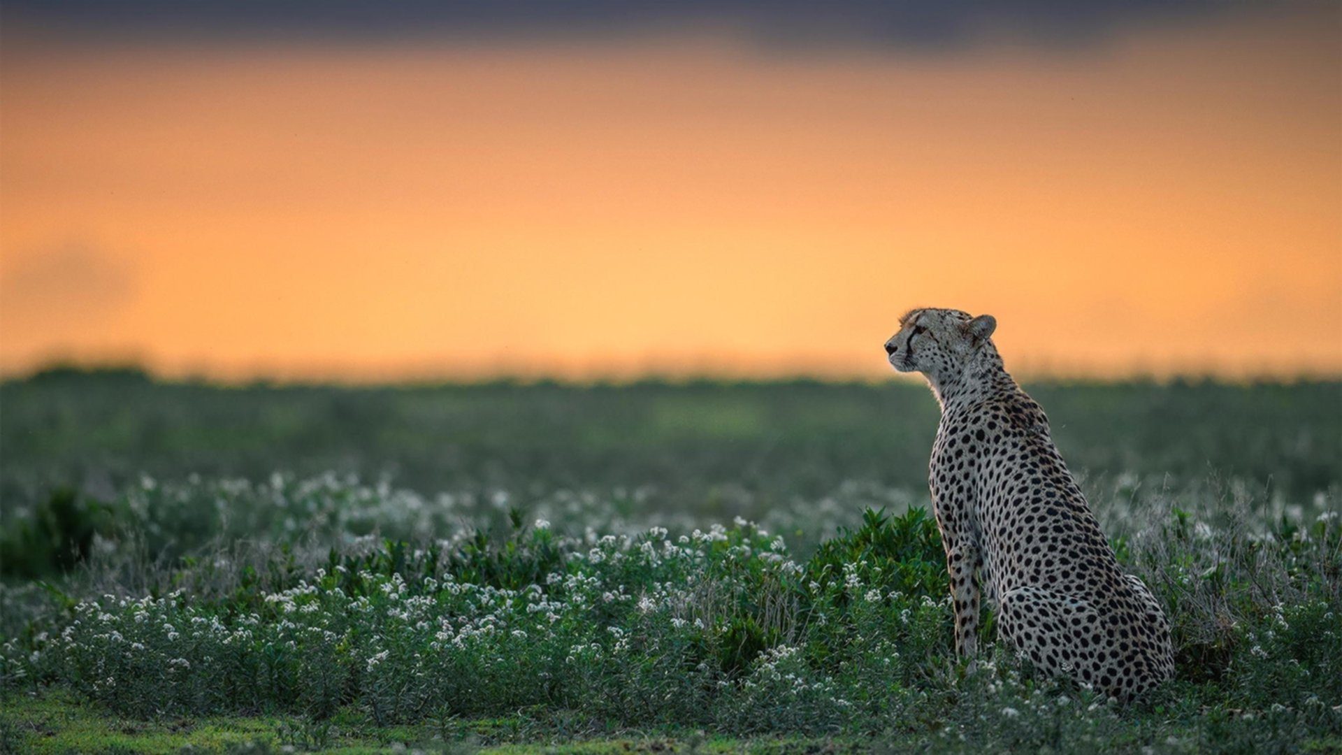 FB体育登录入口-_虚拟空间中的极限滑板：未来滑行新体验_，极限滑板模拟器