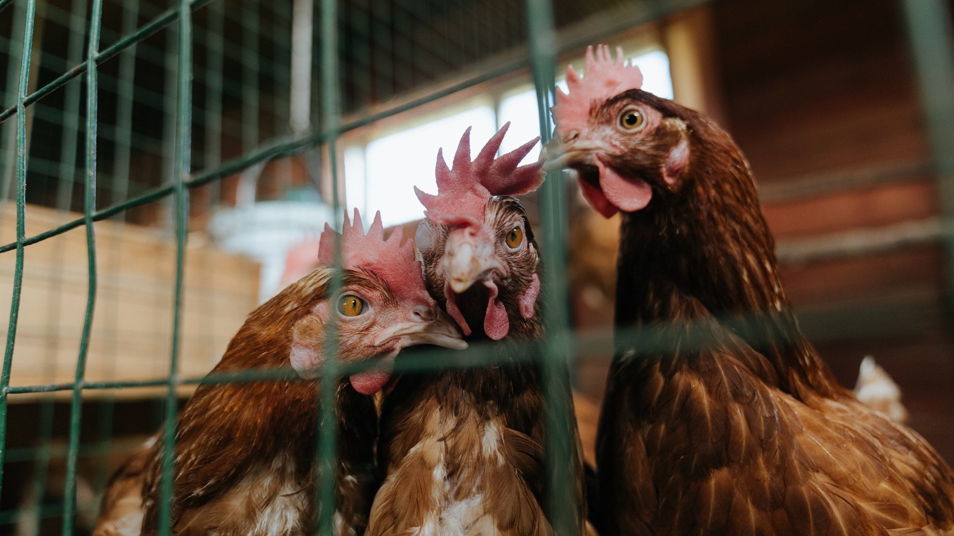 FB体育在线直播平台-“校园足球推行多样化比赛形式，激发青少年兴趣”，校园足球开展现状及对策