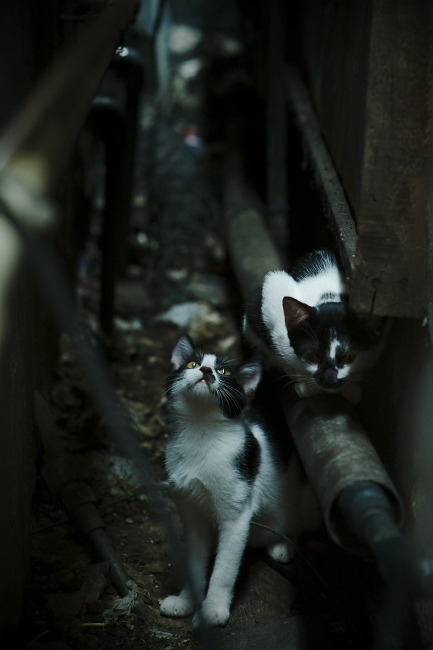 “英超焦点战:两豪门激烈对攻,场面精彩纷呈”,英超两大豪门