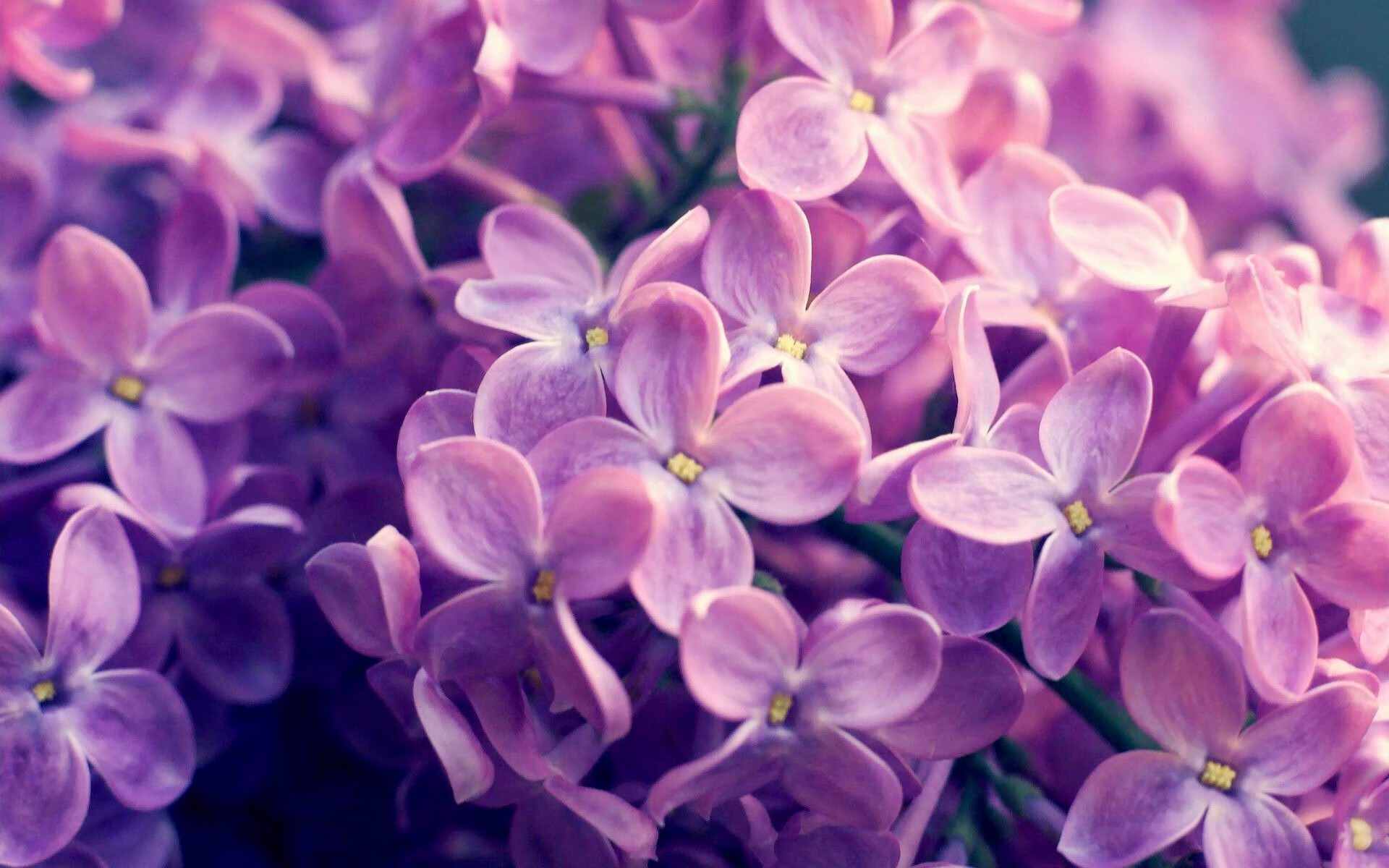 《Dota 2国际赛事，天王战队浴血奋战》，dota2天梯比赛