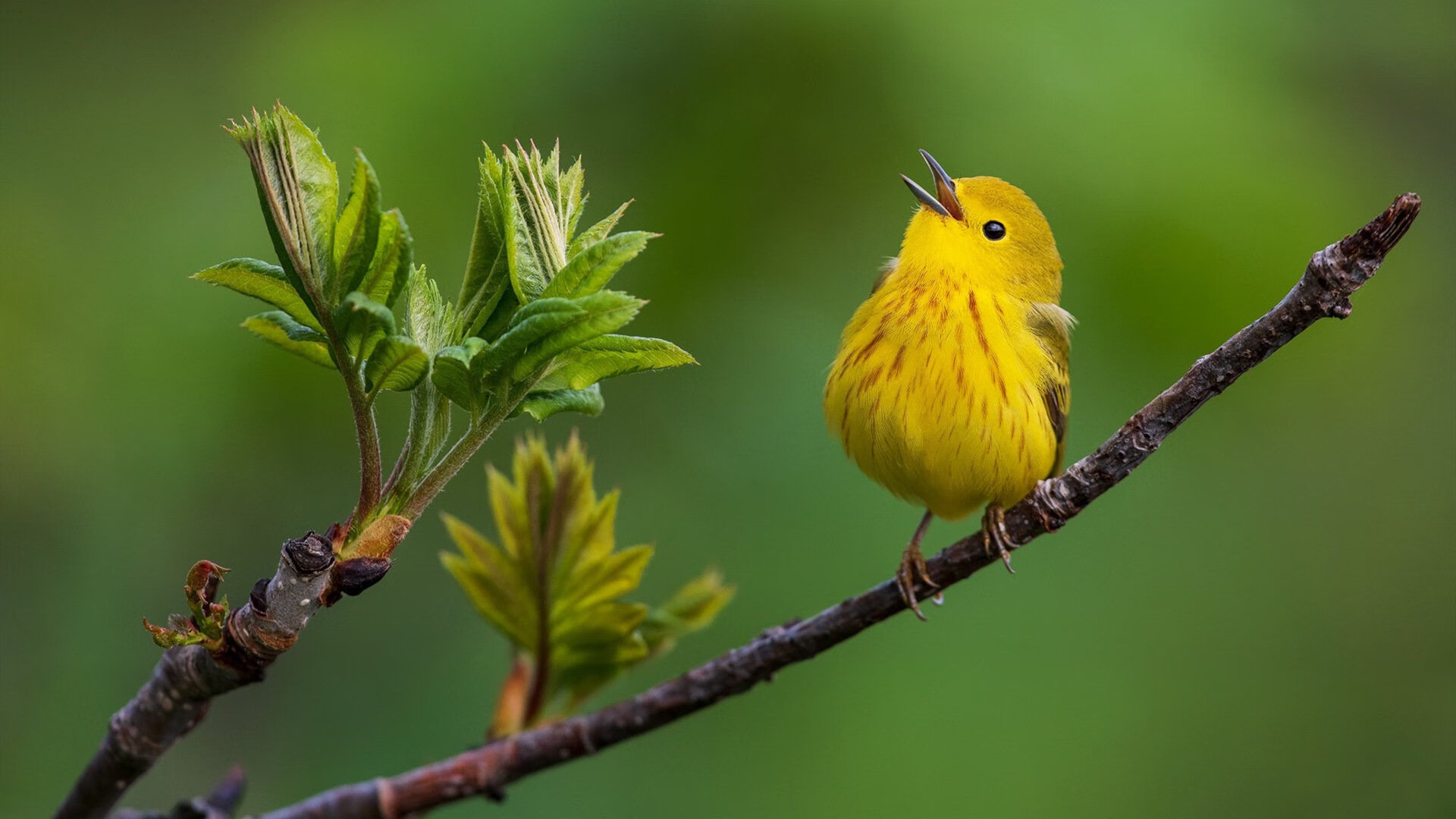 世界滑雪巡回赛中国选手表现突出,收获多枚奖牌,国际滑雪冠军