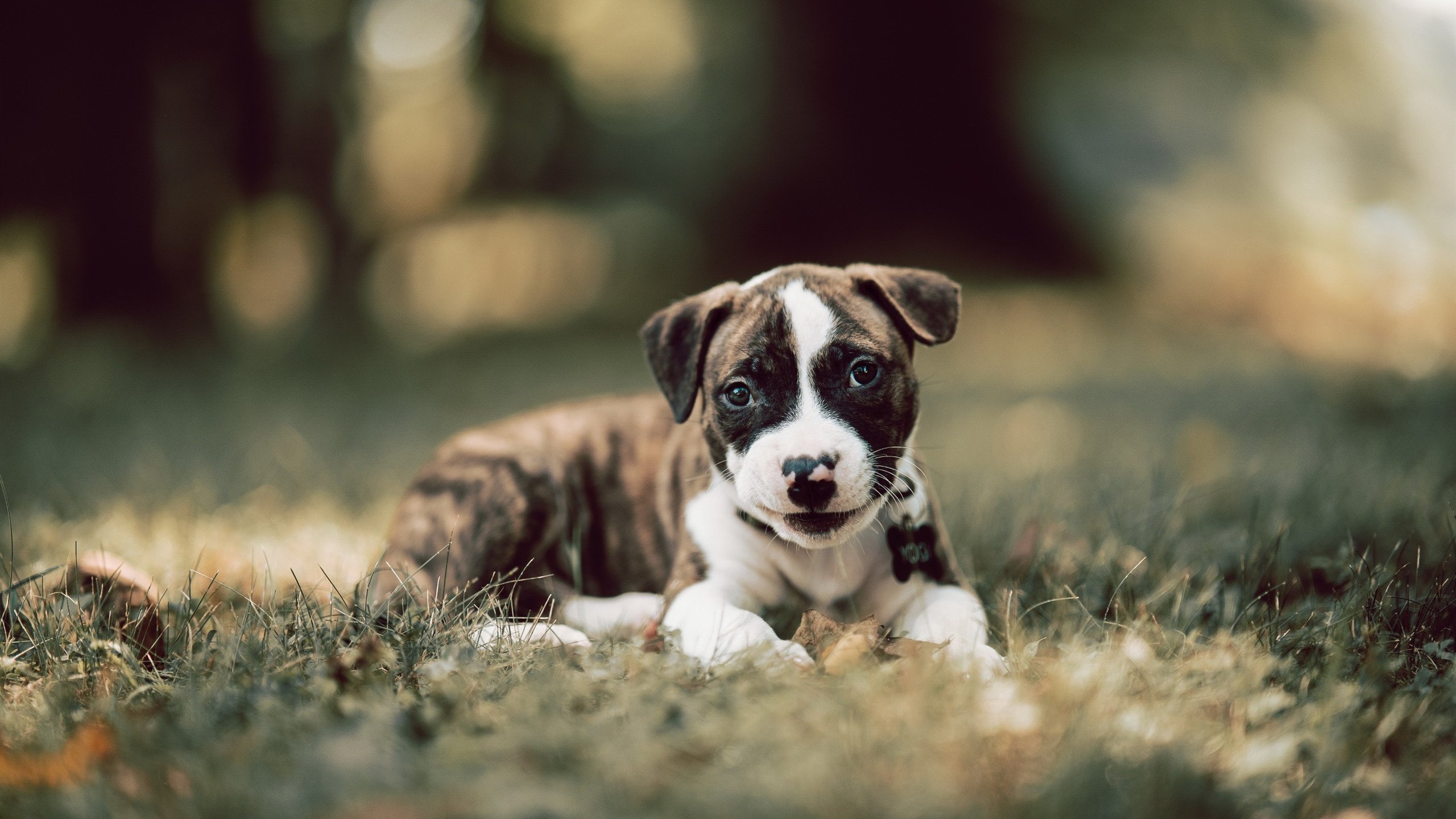 世界热气球运动节，空中漂浮的运动新体验，热气球飞行世界纪录