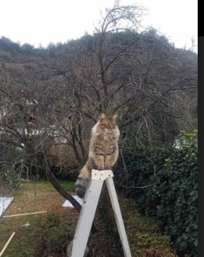 托桑·埃夫布奥姆万成为NBA国际化象征，埃托奥与布冯相视一笑