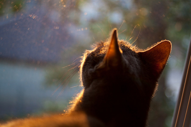 FB体育在线直播平台-未来“欧洲王者”悬念：哪个队伍走到最后？，未来欧洲会崛起吗