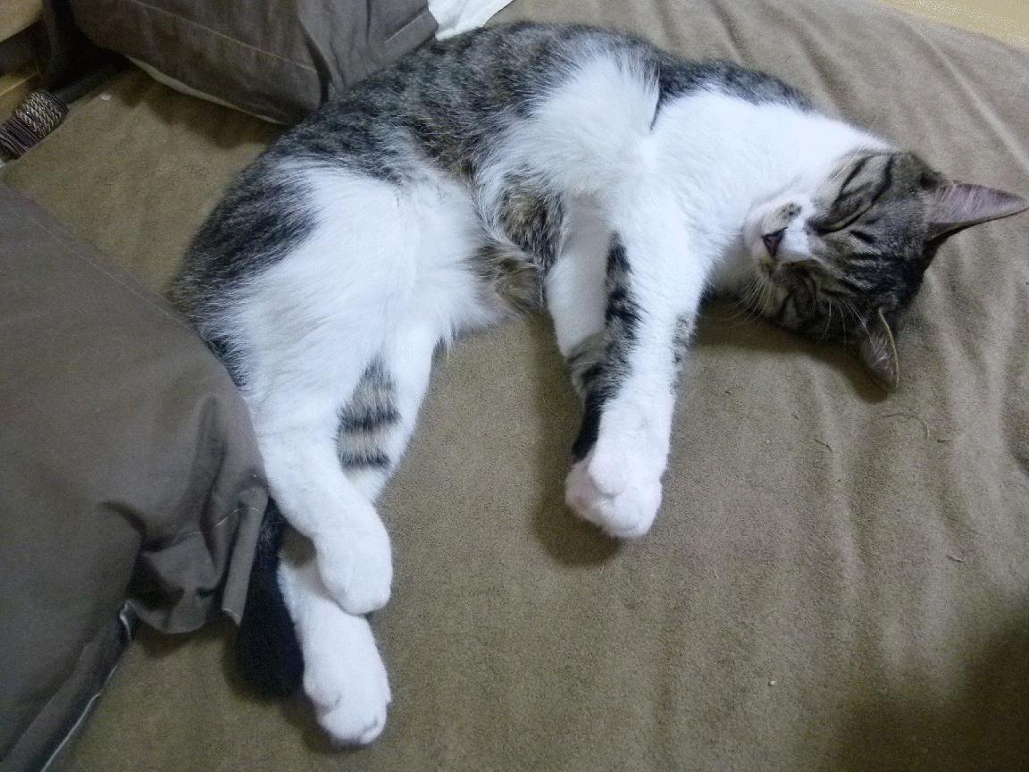 高校足球队展现强大实力，赢得大赛冠亚军，高校足球联赛