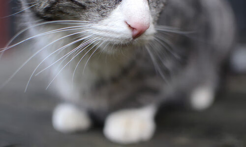 EDG率先启用AI心理压力识别模型辅助选手管理