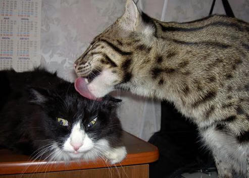 FB体育官方-LCS世界赛对手分析出炉，lcs2021世界赛队伍