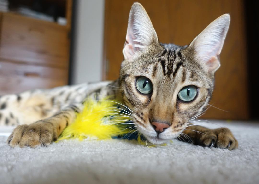 LCS世界赛对手分析出炉，lcs2021世界赛队伍