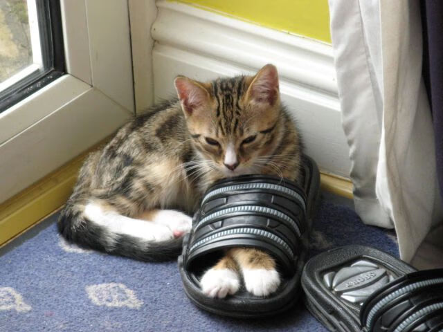 尤文图斯力拼欧洲冠军，字字皆是生死突围，尤文图斯欧战成绩