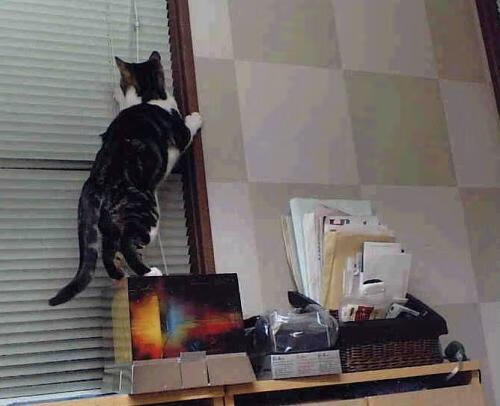 世界棋王快棋对决中国新星力挫对手，快棋赛规则