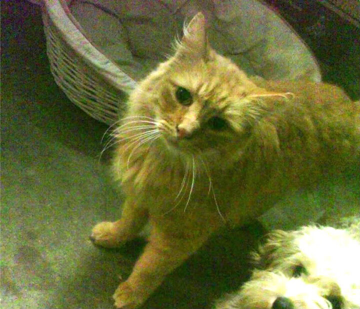 篮球运动员训练负荷科学管理方法，篮球运动员锻炼体能的方法