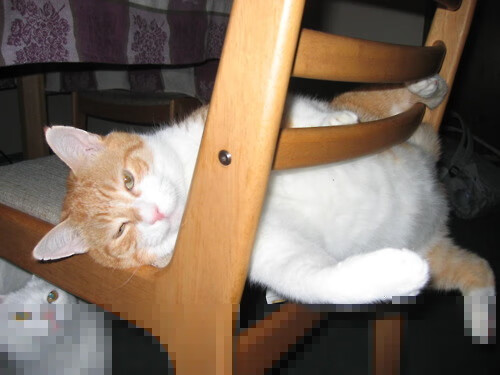 “龙舟赛畅快激情,天府新区迎来速度与力量的较量”