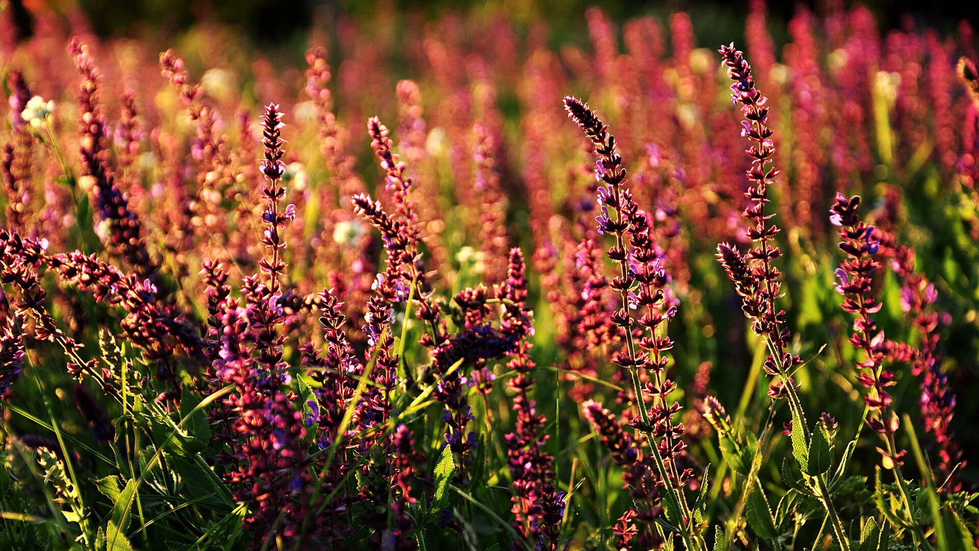 FB体育平台-体育新闻中心开展体育赛事直播技术培训计划，体育直播工作